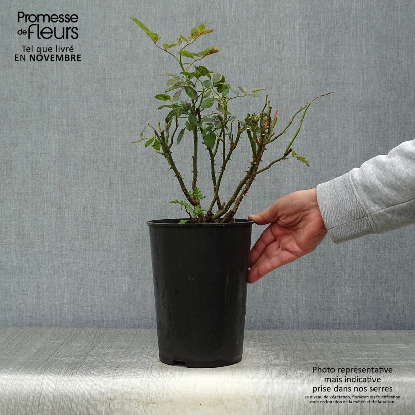 Spécimen de Rosier grimpant Cyclamen Pierre de Ronsard Pot de 4L/5L tel que livré en automne