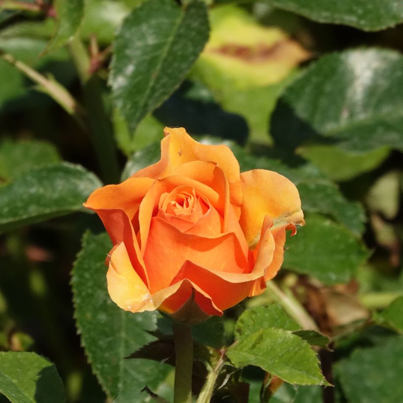 rosier grimpant Disting'O Orange  (Floraison)