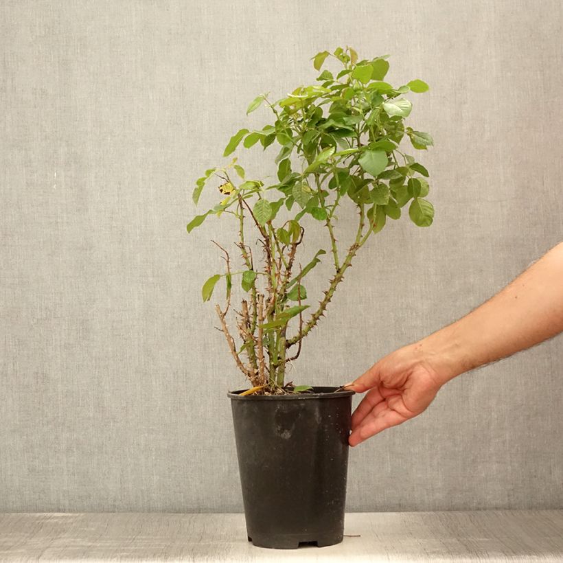 Example of rosier grimpant Disting'O Orange  Pot de 4L/5L as you get in ete