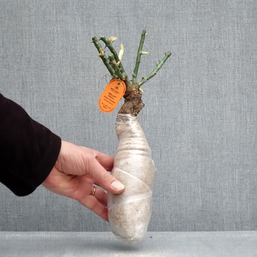 Example of Rosier grimpant Edith Piaf Racines nues en motte as you get in hiver