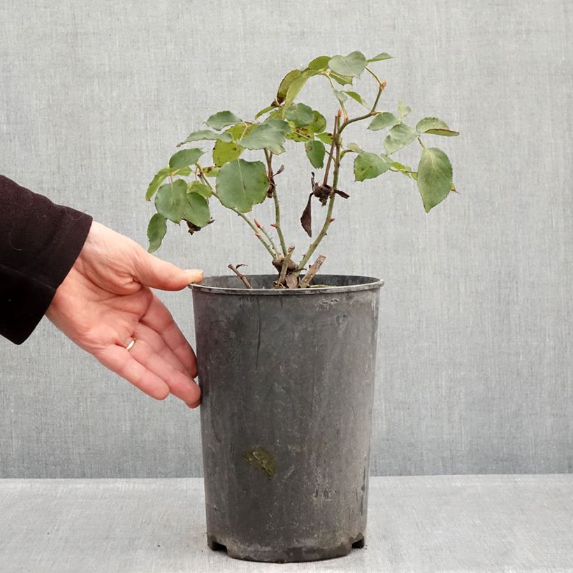 Example of Rosier grimpant Etoile de Hollande Pot de 4L/5L as you get in hiver