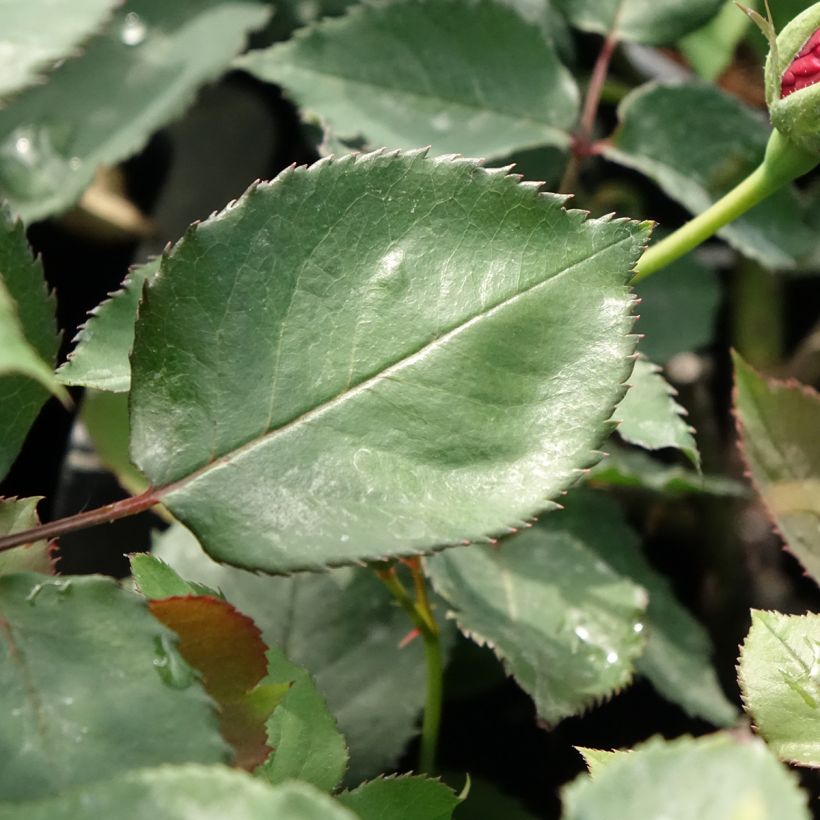 Rosier grimpant Etoile de Hollande (Foliage)