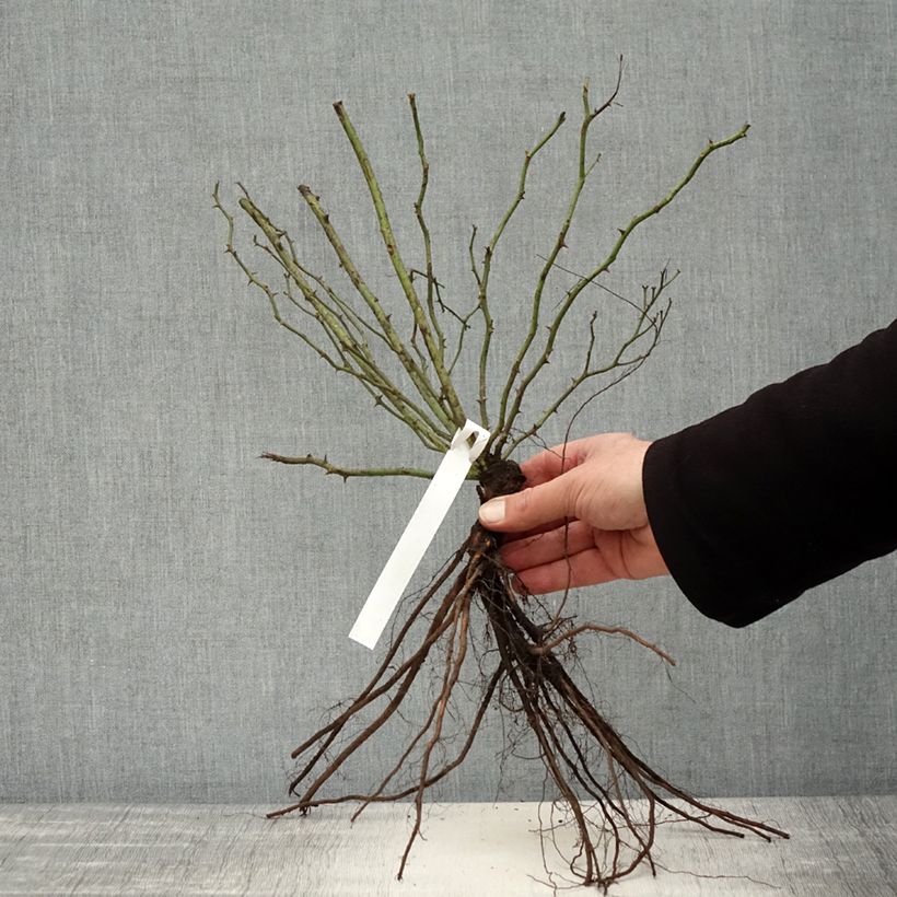 Example of Rosier grimpant Excelsa Racines nues as you get in hiver