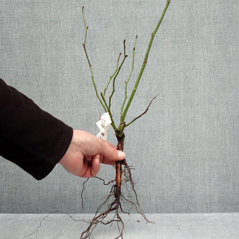 Example of Rosier grimpant Fée des neiges grimpant (Climbing Iceberg) Racines nues as you get in hiver