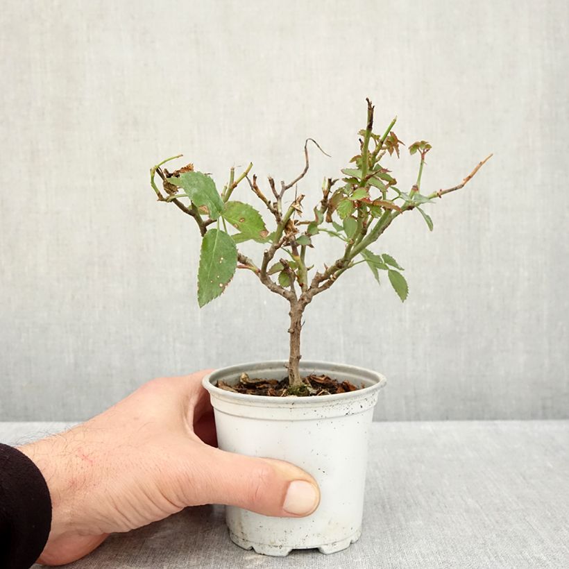 Spécimen de Rosier grimpant Florentina Pot de 10 cm/11cm, Issu de bouture tel que livré en automne