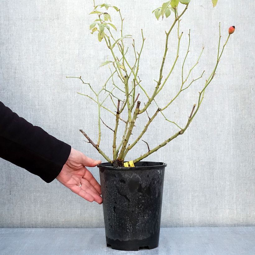 Example of Rosier grimpant Fregate Pot de 4L/5L as you get in hiver