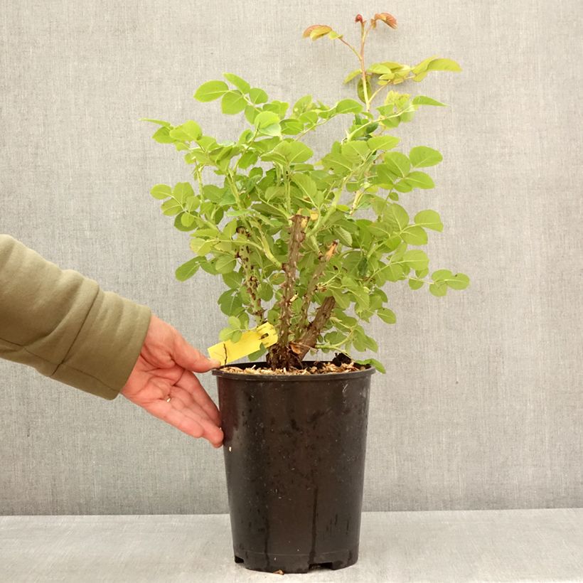 Spécimen de Rosier grimpant Fregate Pot de 4L/5L tel que livré au printemps