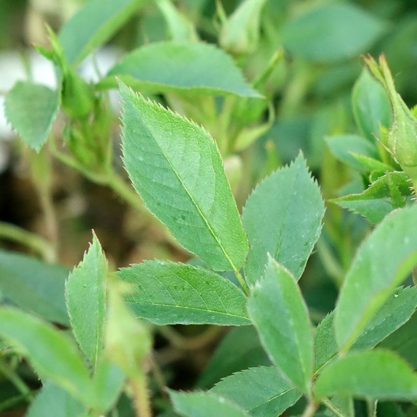 Rosier grimpant Golden Age (Foliage)