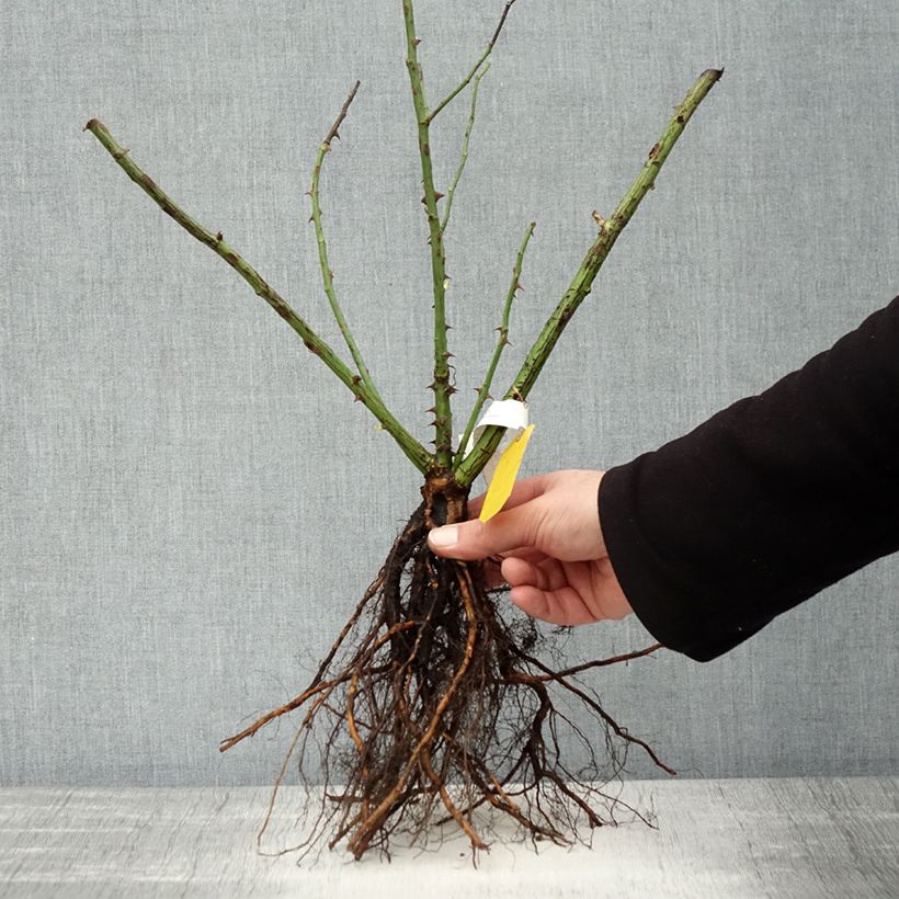 Example of Rosier grimpant Golden Gate Racines nues as you get in hiver