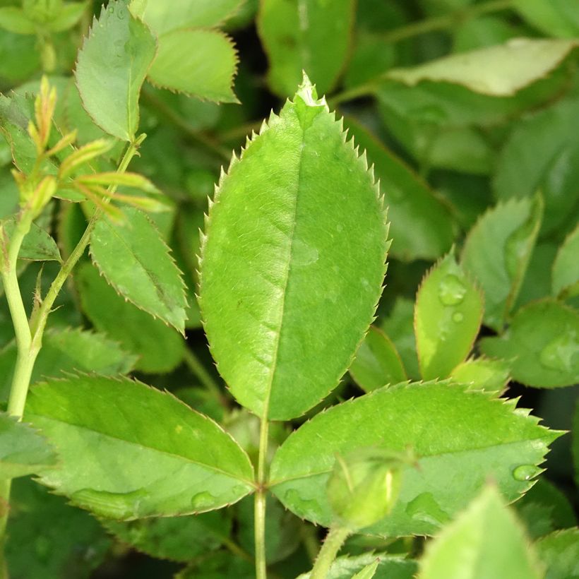 Rosier grimpant Golden Pareo Meipiyou (Feuillage)