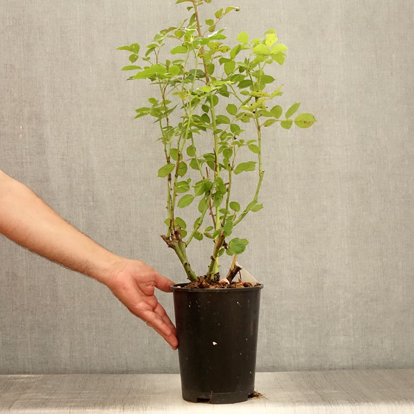 Spécimen de Rosier grimpant Golden Pareo Meipiyou Pot de 4L/5L tel que livré en été