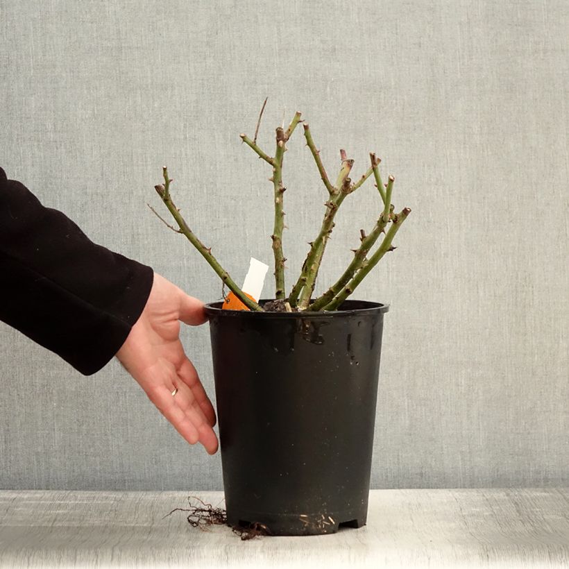 Example of Rosier grimpant Golden Pareo Meipiyou Pot de 4L/5L as you get in hiver