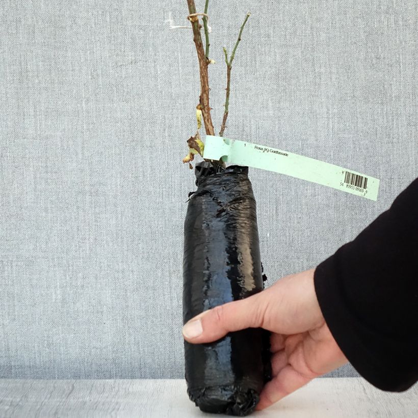 Example of Rosier grimpant Goldfassade Racines nues en motte as you get in hiver