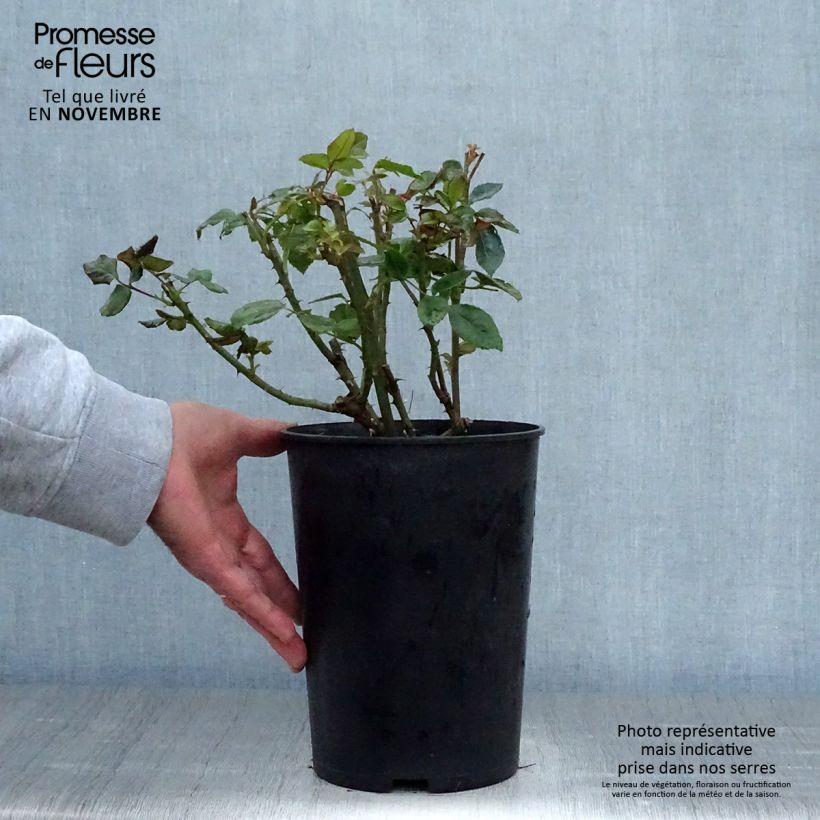 Spécimen de Rosier grimpant Goldfassade Pot de 4L/5L tel que livré en automne