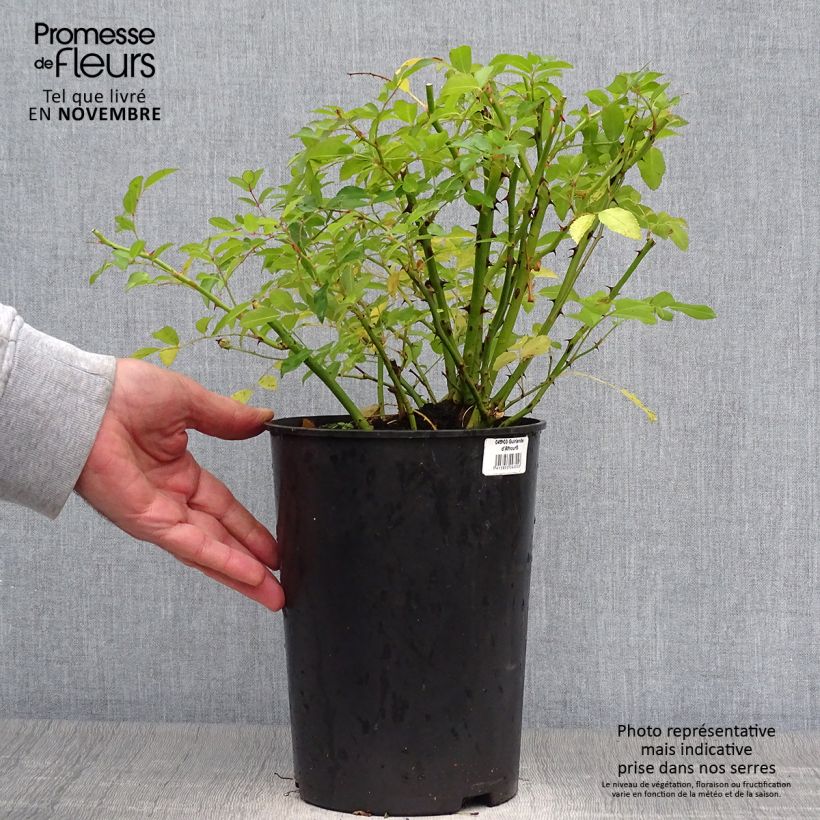 Spécimen de Rosier grimpant Guirlande d'Amour Pot de 4L/5L tel que livré en automne
