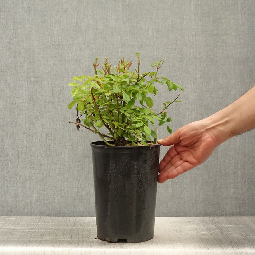 Example of Rosier grimpant Guirlande Rose Pot de 4L/5L as you get in printemps