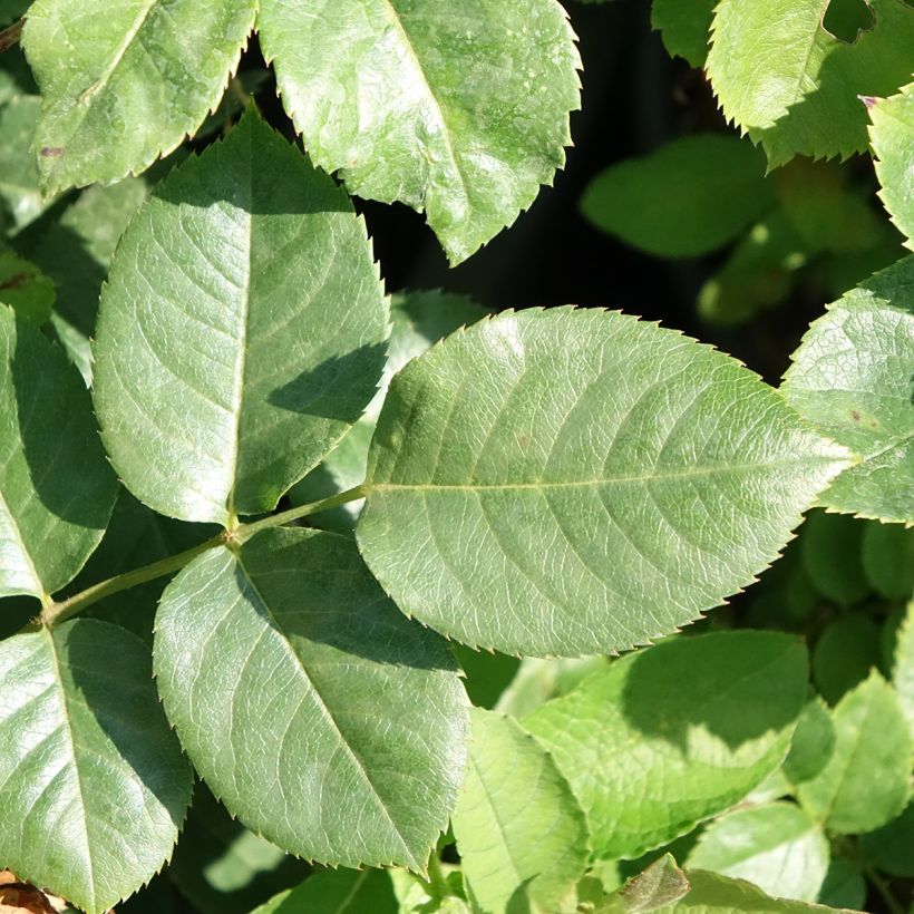 Rosier grimpant Happiness (Foliage)