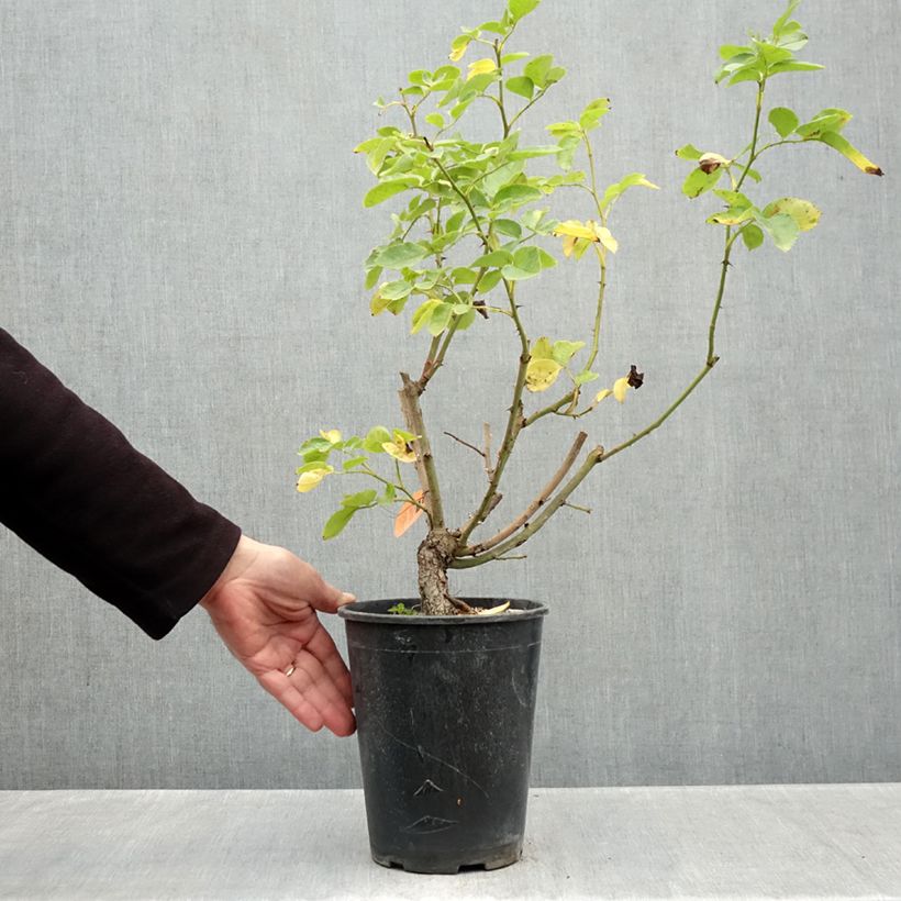 Spécimen de Rosier grimpant Happiness Pot de 4L/5L tel que livré en automne