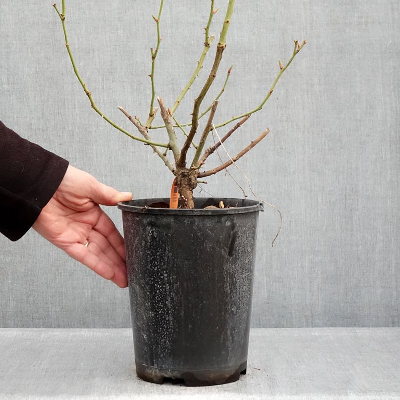 Example of Rosier grimpant Happiness Pot de 4L/5L as you get in hiver