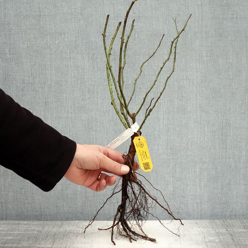 Example of Rosier grimpant Jasmina Racines nues as you get in hiver