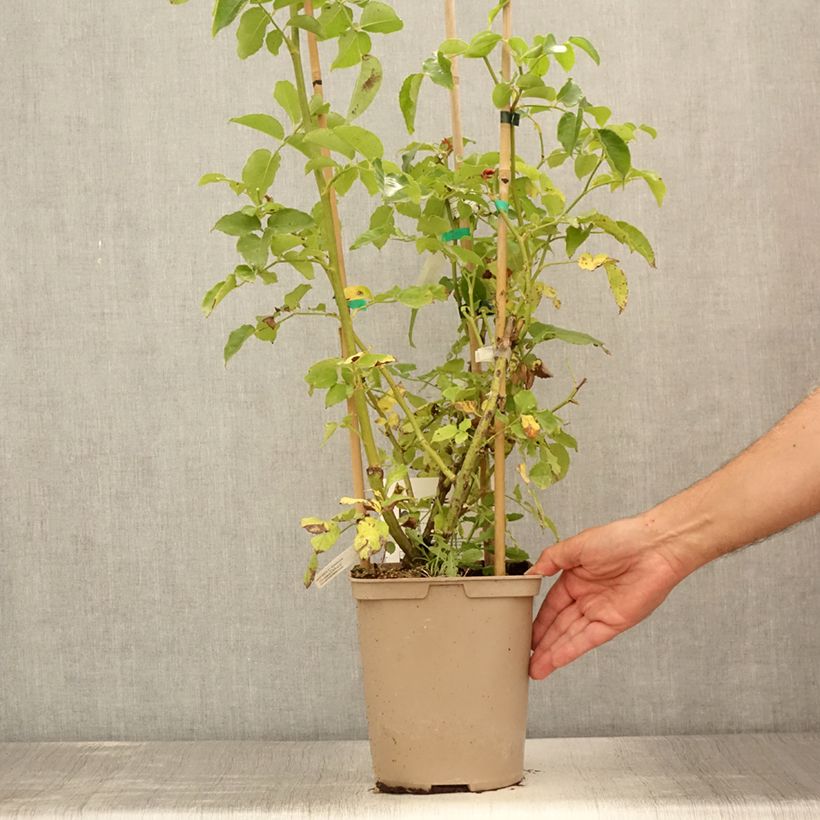 Spécimen de Rosier grimpant Julie Andrieu Pot de 3L/4L tel que livré en été
