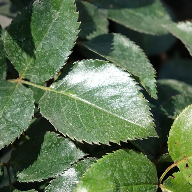 Rosier grimpant Le Grand Huit (Foliage)