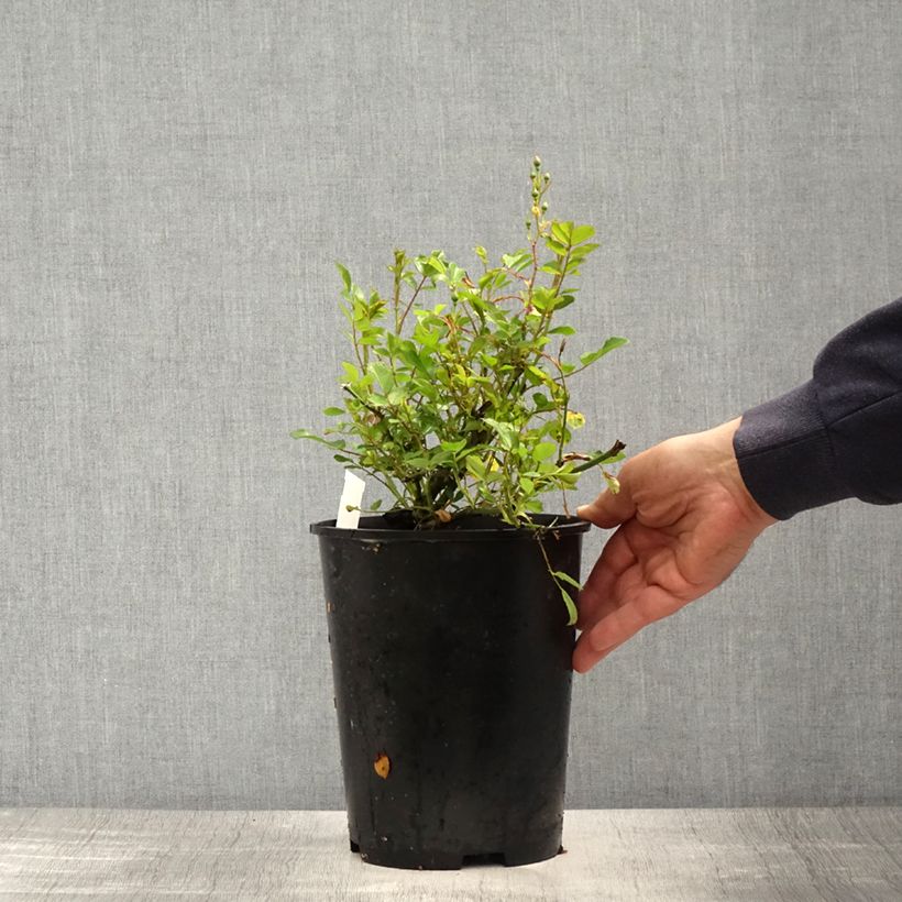 Example of Rosier grimpant Libertas Pot de 4L/5L as you get in printemps