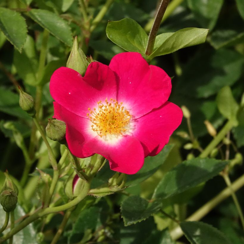 Rosier grimpant Libertas (Floraison)