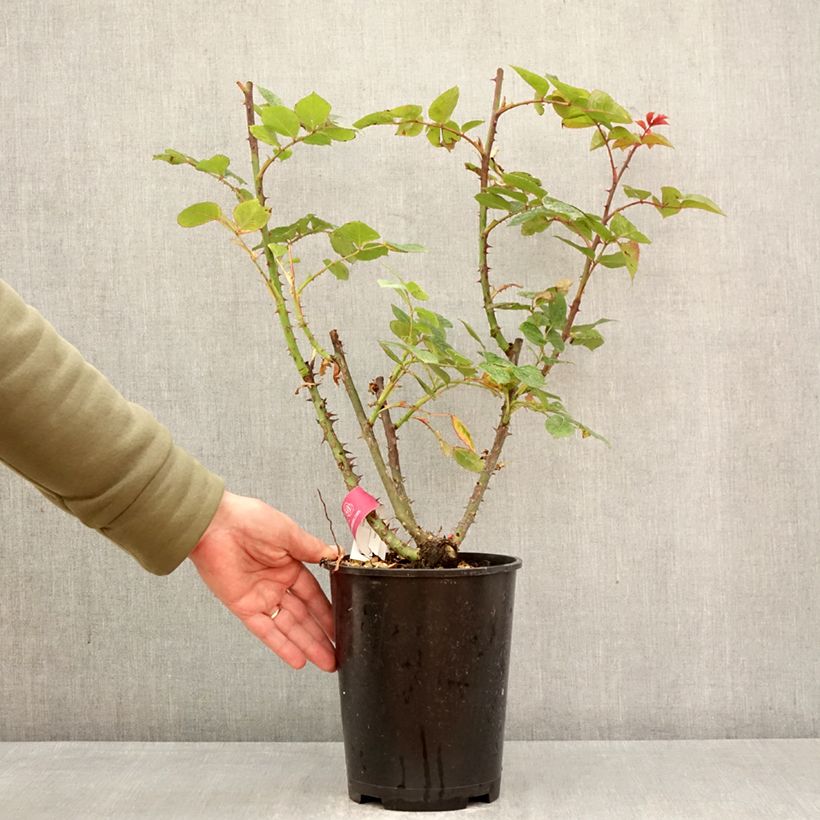 Spécimen de Rosier grimpant Long Island Oralinco Pot de 4L/5L tel que livré au printemps