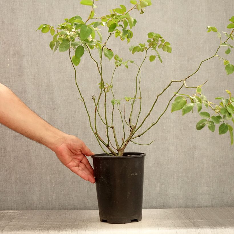 Example of Rosier grimpant May Queen Pot de 4L/5L as you get in ete