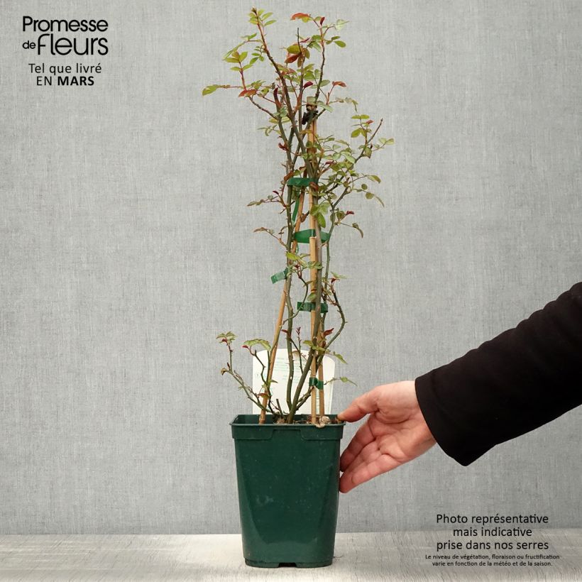 Example of Rosier grimpant Starlet Rose Natalie Pot de 3L/4L as you get in printemps