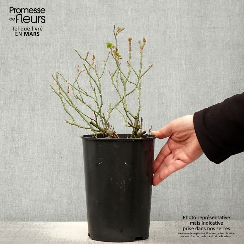 Example of Rosier grimpant New Dawn Pot de 4L/5L as you get in printemps