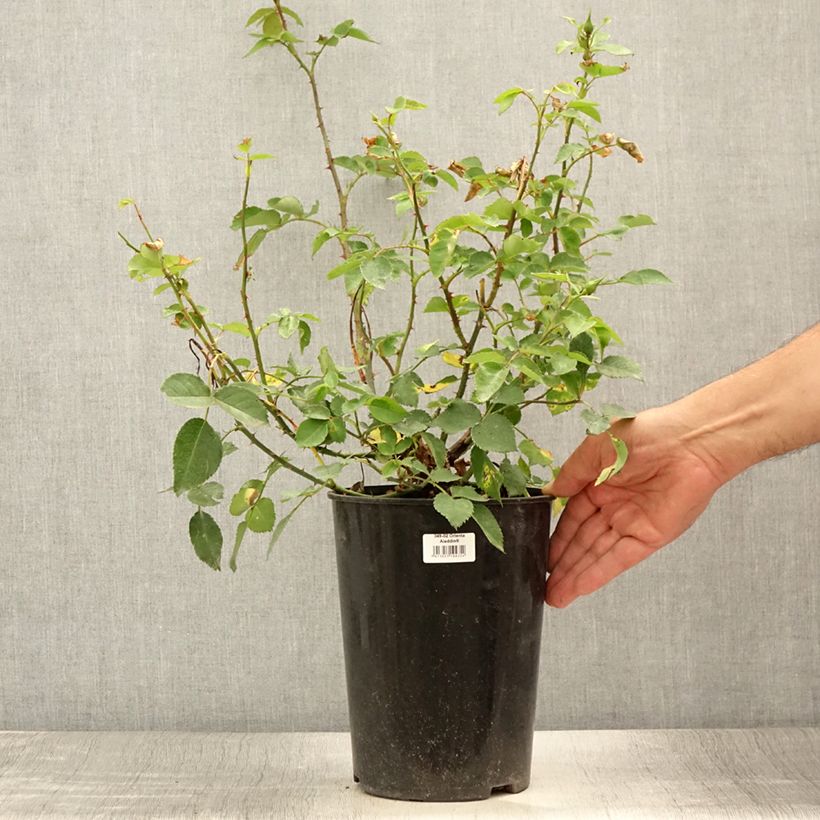 Example of Rosier grimpant Orienta Aladdin Pot de 4L/5L as you get in ete