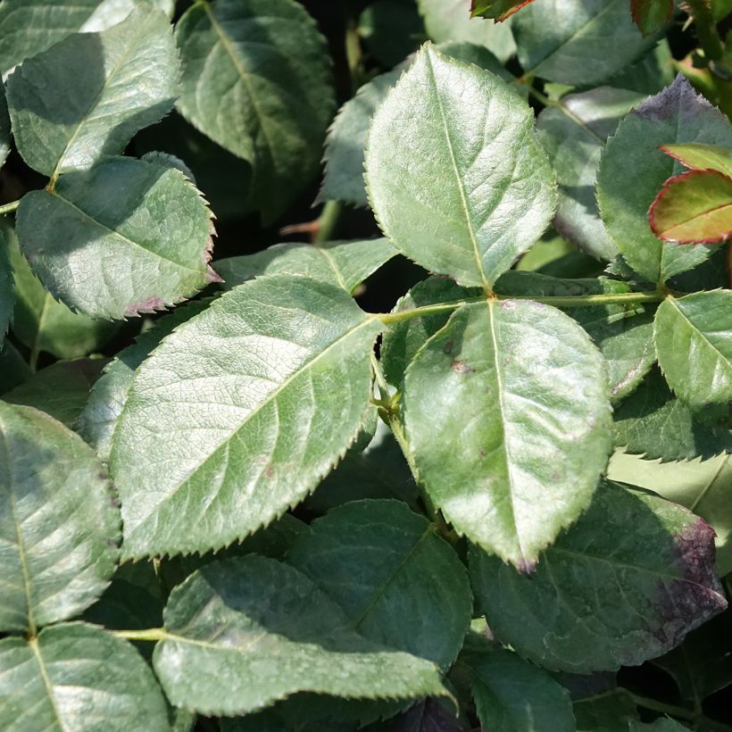 Rosier grimpant Oriental Peace (Foliage)