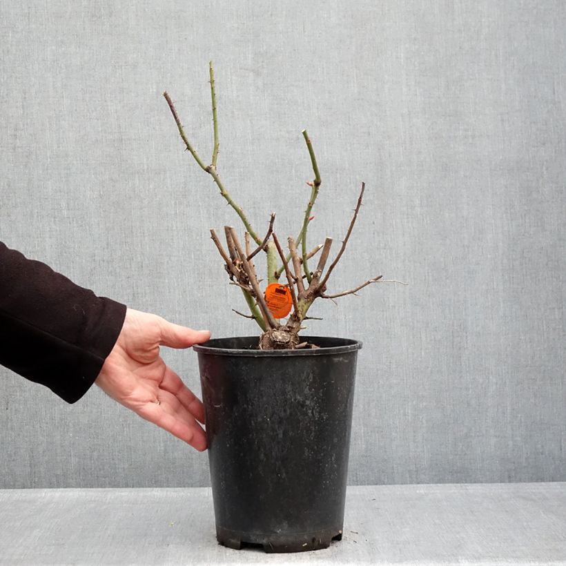 Example of Rosier grimpant Oriental Peace Pot de 4L/5L as you get in hiver