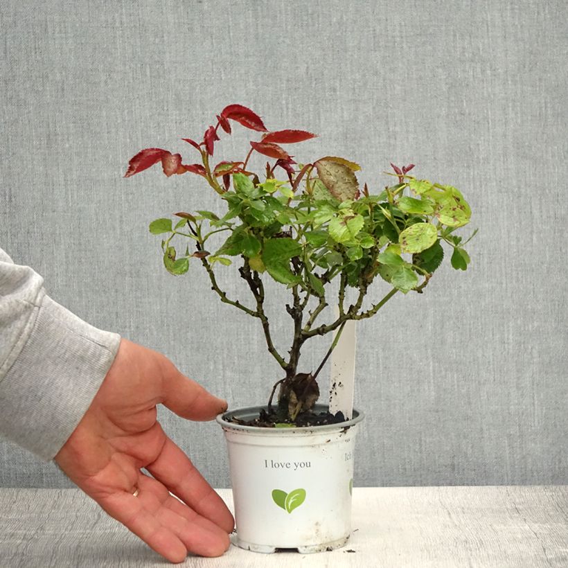 Example of Rosier grimpant Palais Royal  Pot de 10 cm/11cm, Issu de bouture as you get in printemps