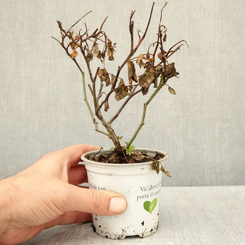 Spécimen de Rosier grimpant Palais Royal  Pot de 10 cm/11cm, Issu de bouture tel que livré en automne