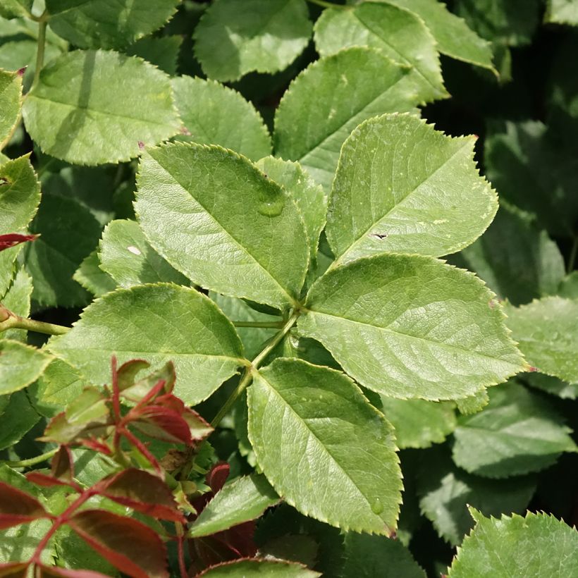 Rosier grimpant Palais Royal  (Foliage)