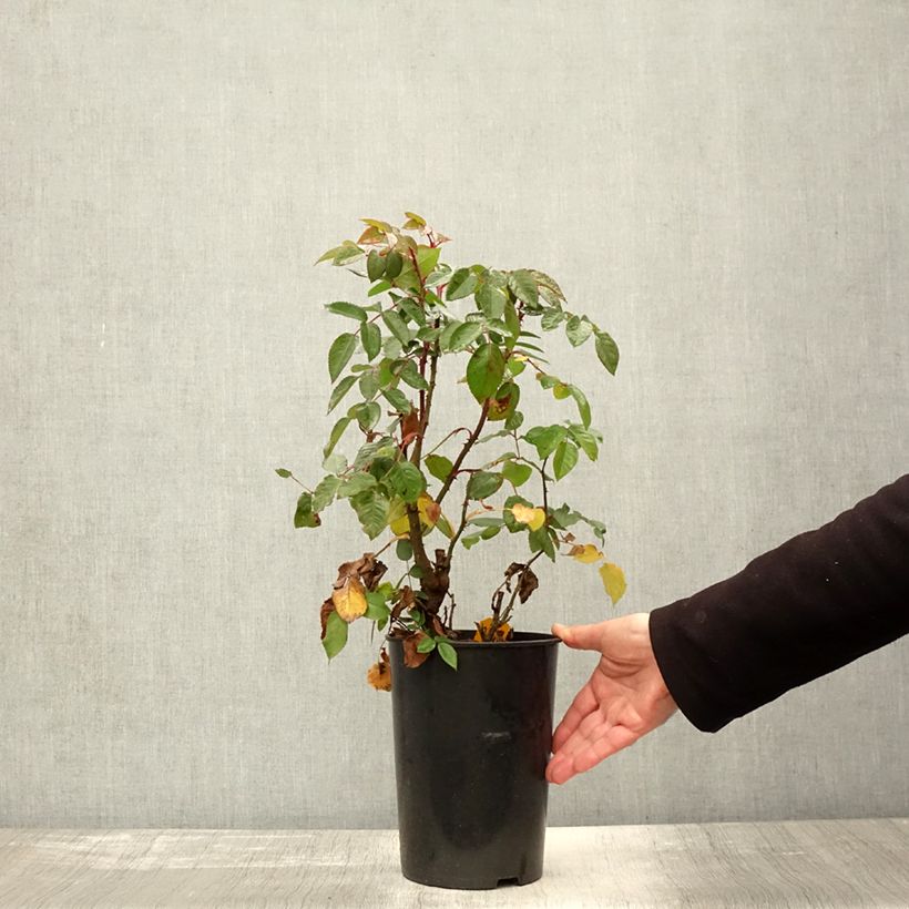 Spécimen de Rosier grimpant Parfuma Kiss me Kate Pot de 4L/5L tel que livré en automne