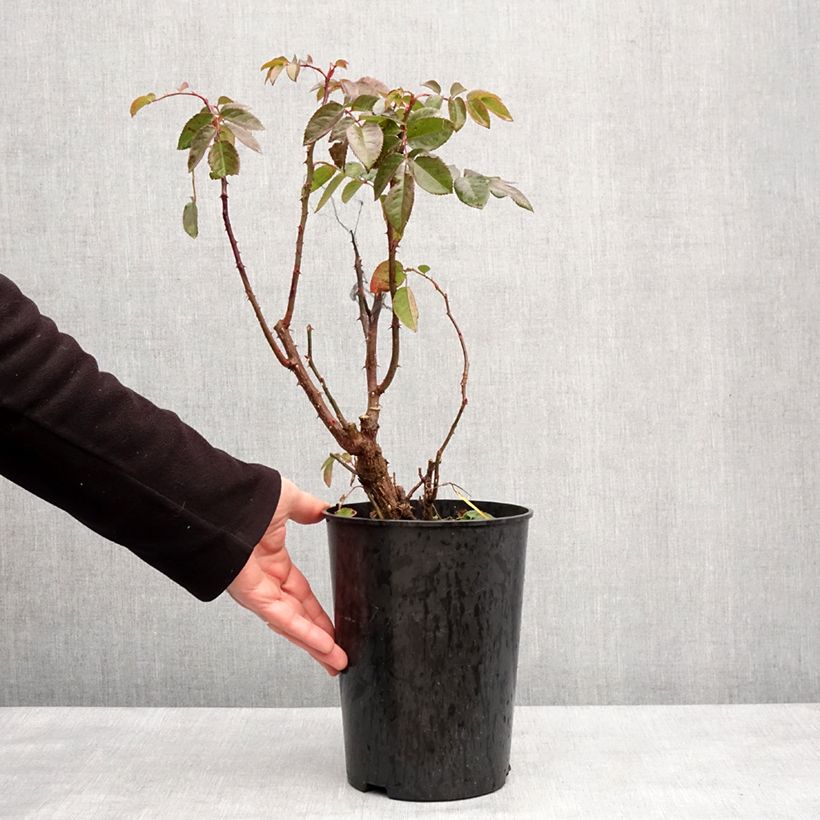 Example of Rosier grimpant Parfuma Kiss me Kate Pot de 4L/5L as you get in hiver