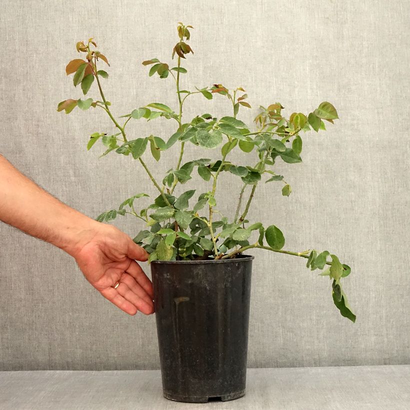 Spécimen de Rosier grimpant Paul's Lemon Pillar Pot de 4L/5L tel que livré en été