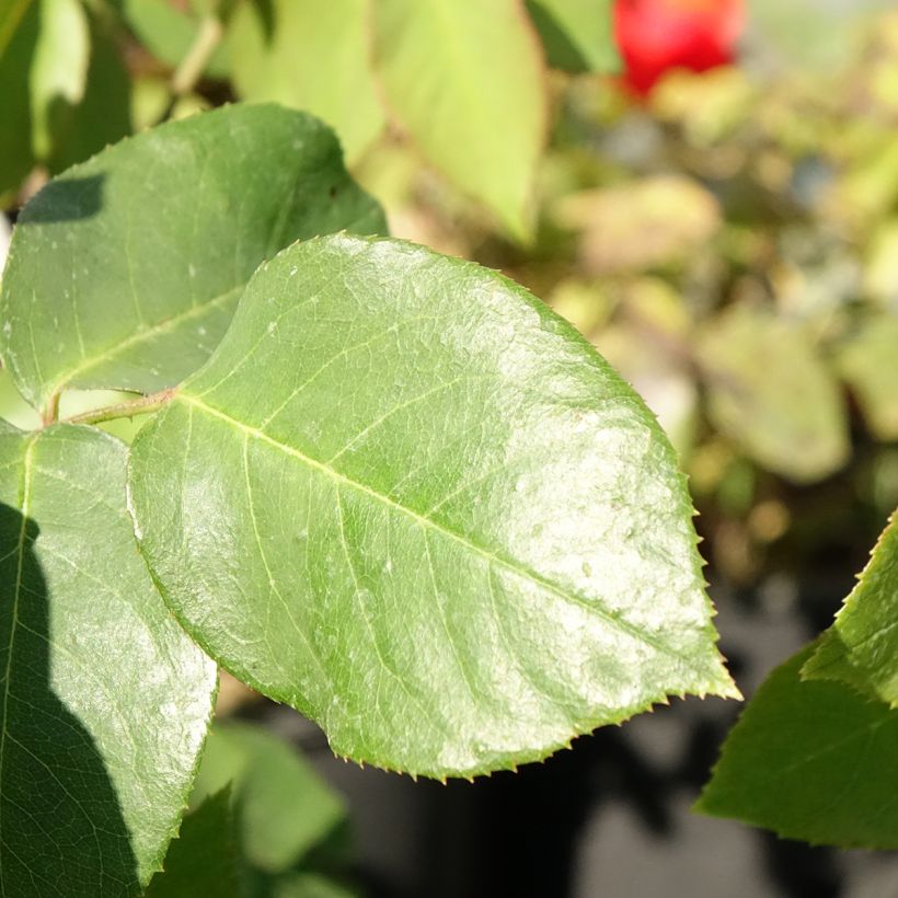 Rosier grimpant Paul's Lemon Pillar (Feuillage)