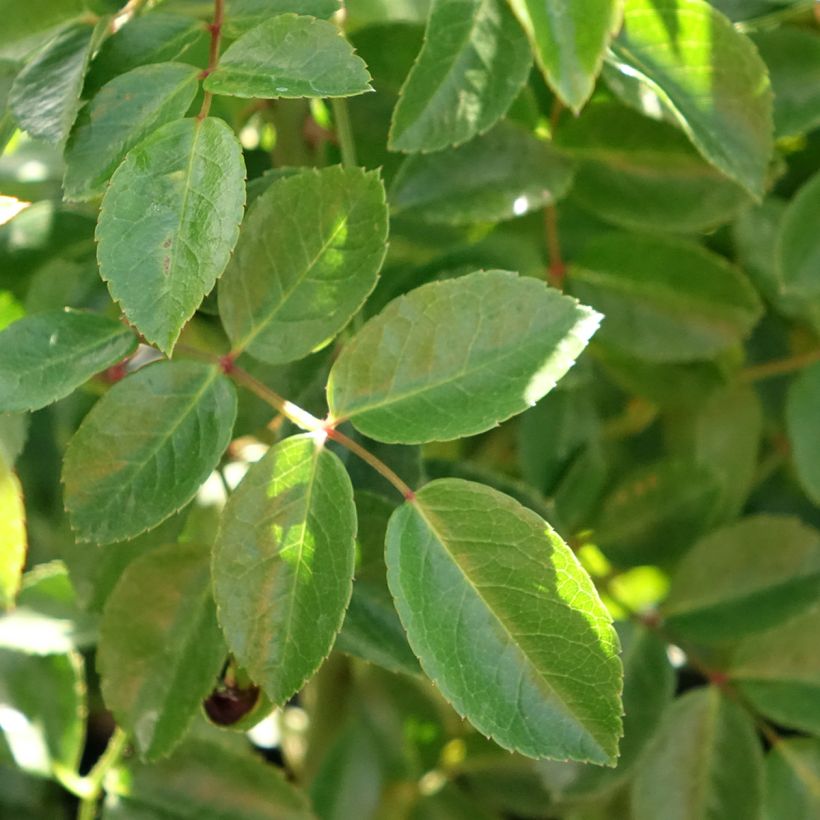 Rosier grimpant Paul Transon (Foliage)