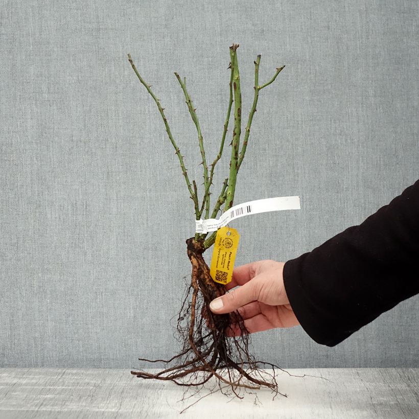 Example of Rosier grimpant Peach Melba Racines nues as you get in hiver