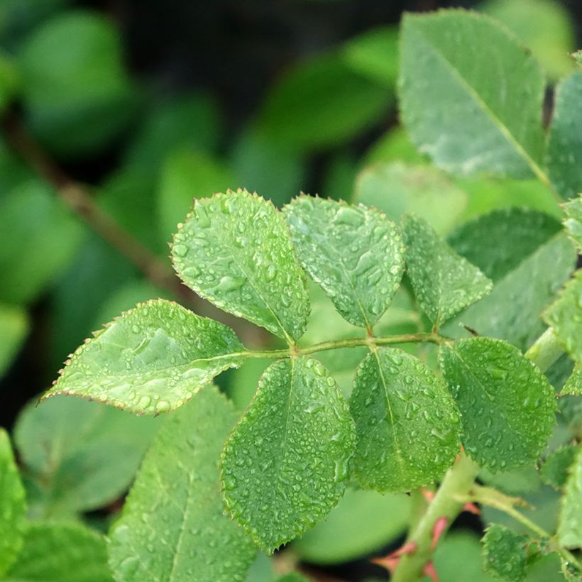 Rosier grimpant Peach Melba (Foliage)