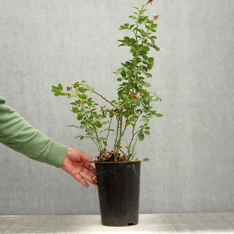 Example of Rosier grimpant Peach Melba Pot de 4L/5L as you get in ete