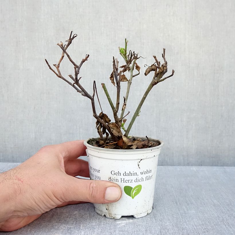 Spécimen de Rosier grimpant Pierre de Ronsard Pot de 10 cm/11cm, Issu de bouture tel que livré en automne