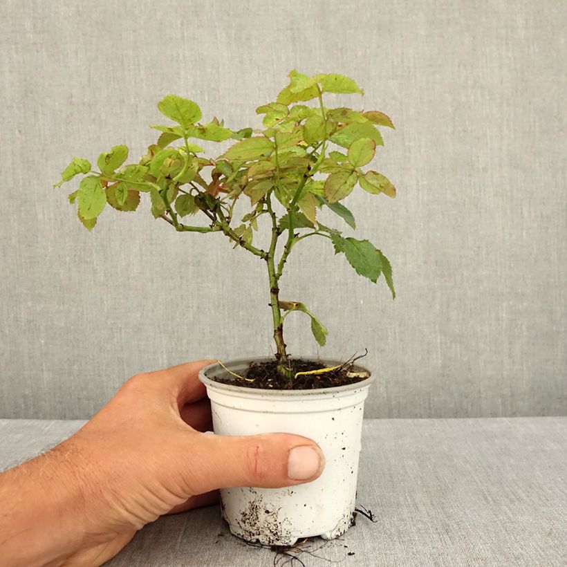 Example of Rosier grimpant Pierre de Ronsard Pot de 10 cm/11cm, Issu de bouture as you get in ete