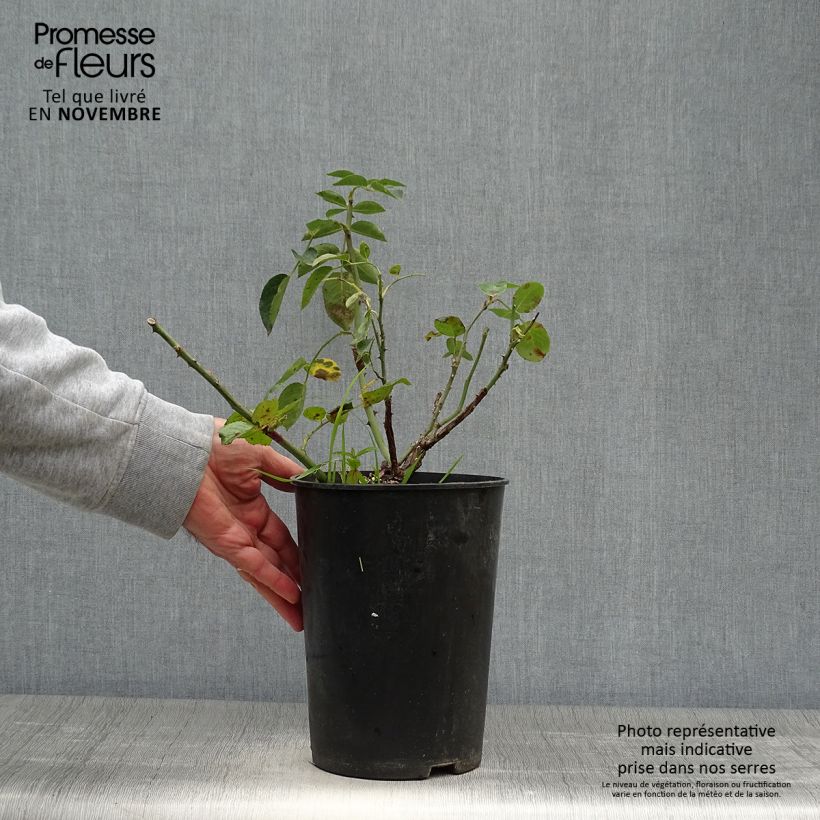 Spécimen de Rosier grimpant Red Eden Rose Pot de 4L/5L tel que livré en automne
