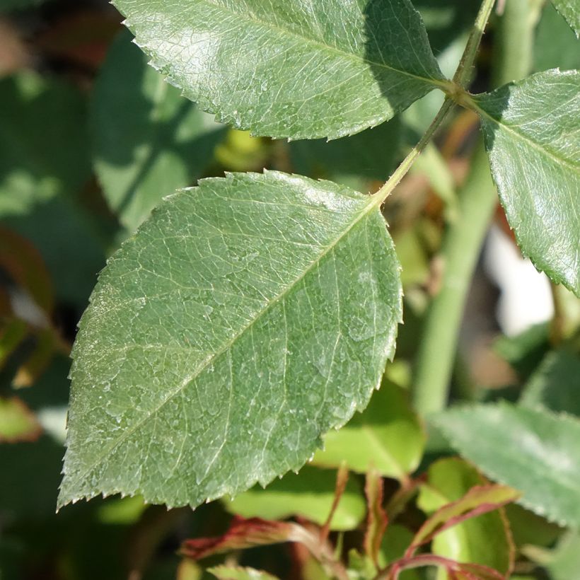 Rosier grimpant Sabrina (Feuillage)